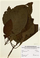 藏品(粉紅金雞納(大葉雞納樹))的圖片